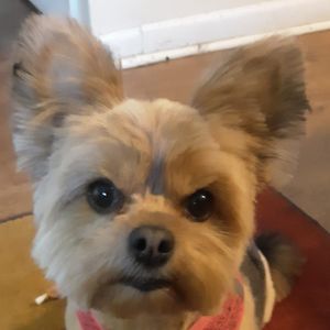 Meet your Posher, Cindi